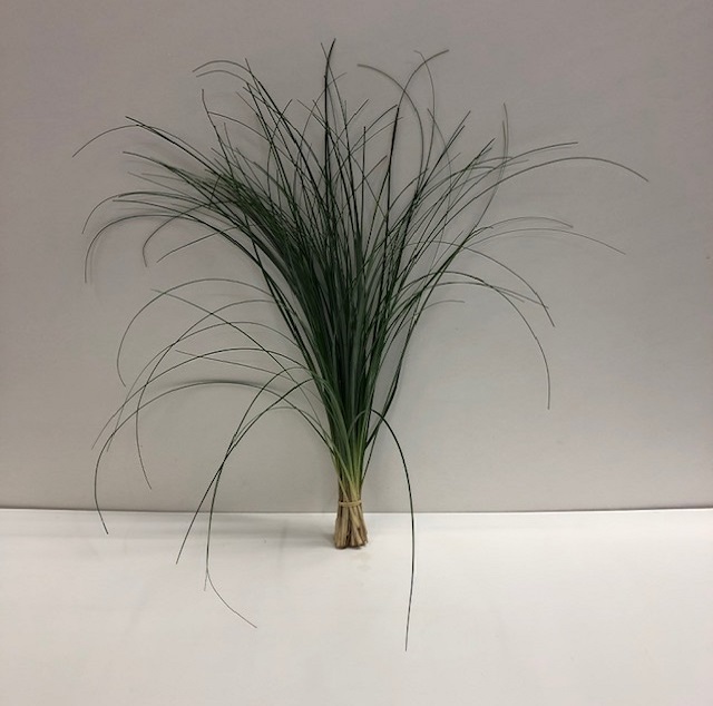 Leaf beargrass.jpg